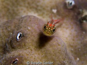 Small goby , taken with Canon G10 and 2 X UCL165 by Beate Seiler 